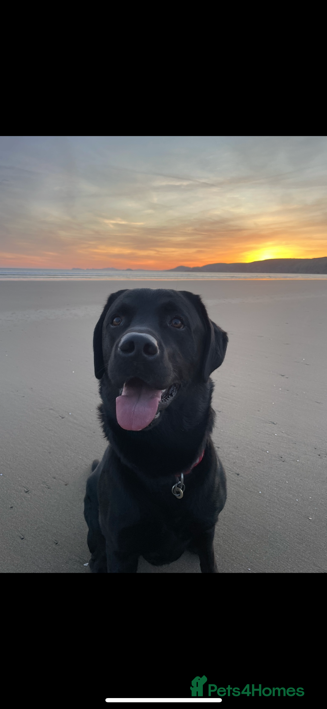Labrador Retriever dogs for stud: Black Labrador Stud - Image 4