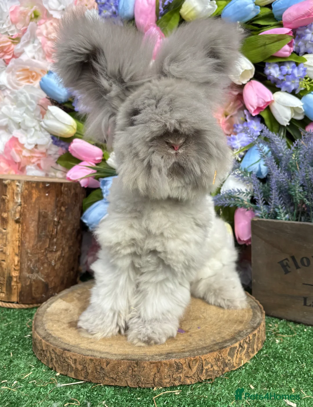 Angora rabbits for sale: 🌟 PUREBRED ENGLISH ANGORAS 🌟 - Advert 1