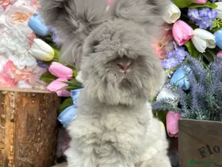 Angora rabbits 🌟 ENGLISH ANGORAS 🌟 - Advert 2