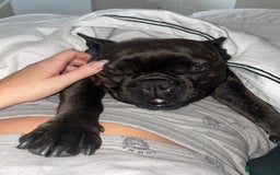 French Bulldog dogs for sale: French Bulldog - 7 years old  - Image 8