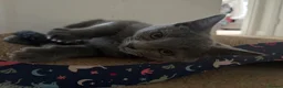Russian Blue cats for sale: Russian blue girl  - Advert 2