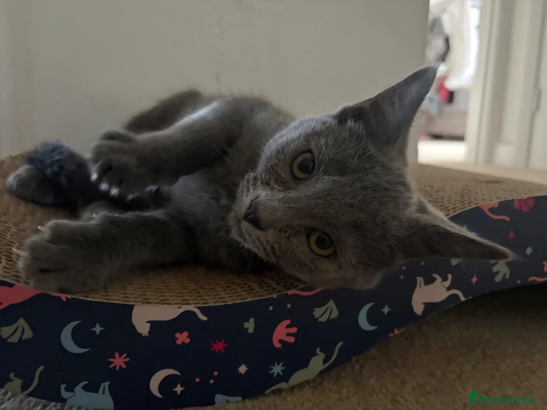 Russian Blue cats for sale: Russian blue girl  - Advert 2