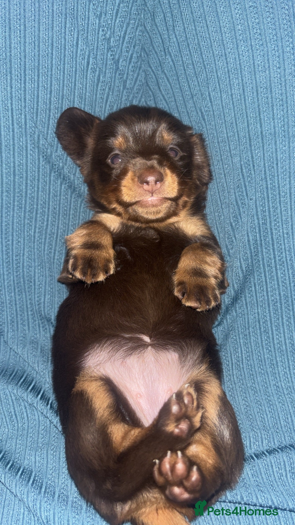 Miniature Dachshund dogs Miniature dachshund puppies - Advert 8