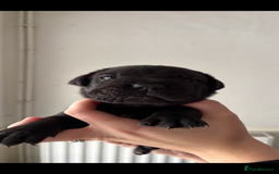 Cane Corso dogs for sale: 🐾‼️💕LAST GIRL💕‼️🐾 - Advert 4