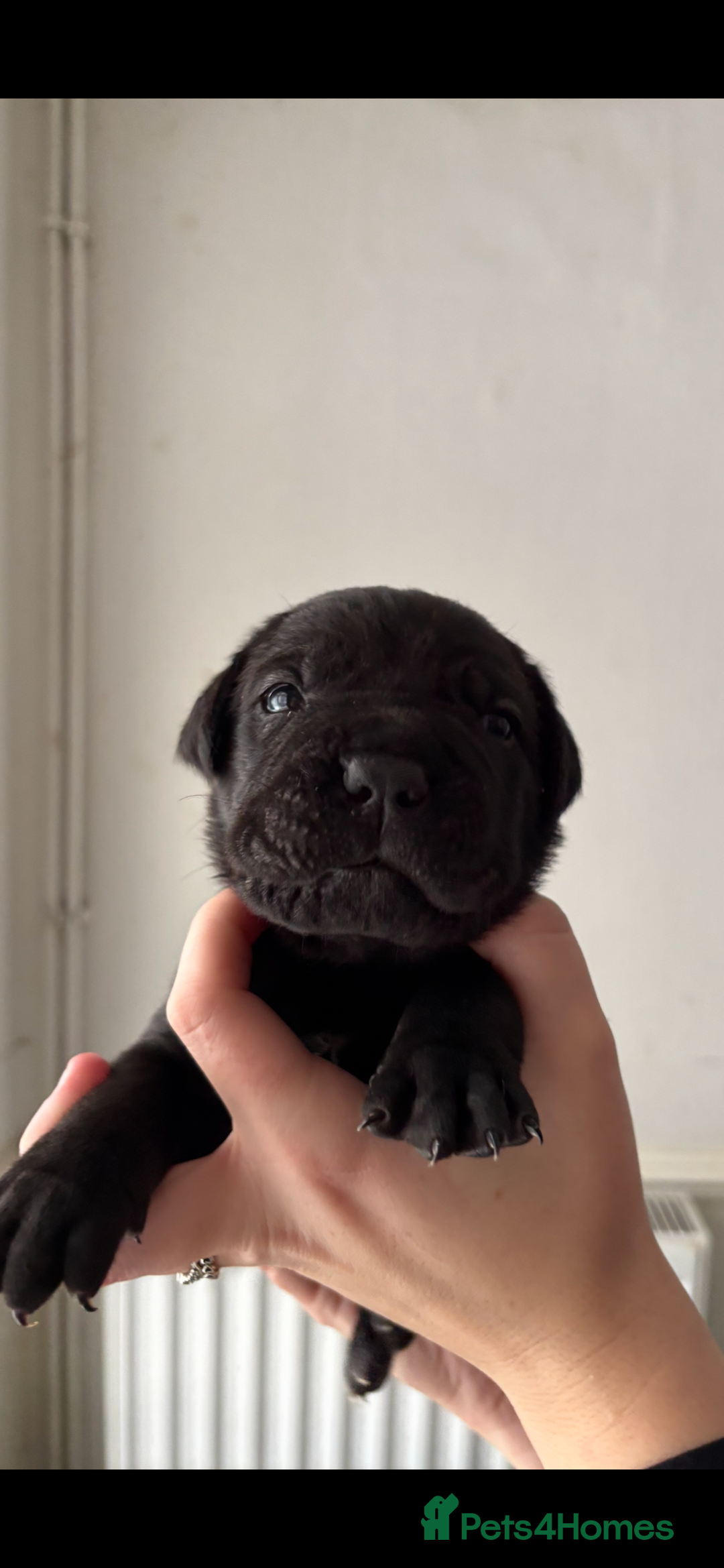 Cane Corso dogs for sale: 🐾‼️💕LAST GIRL💕‼️🐾 - Advert 4