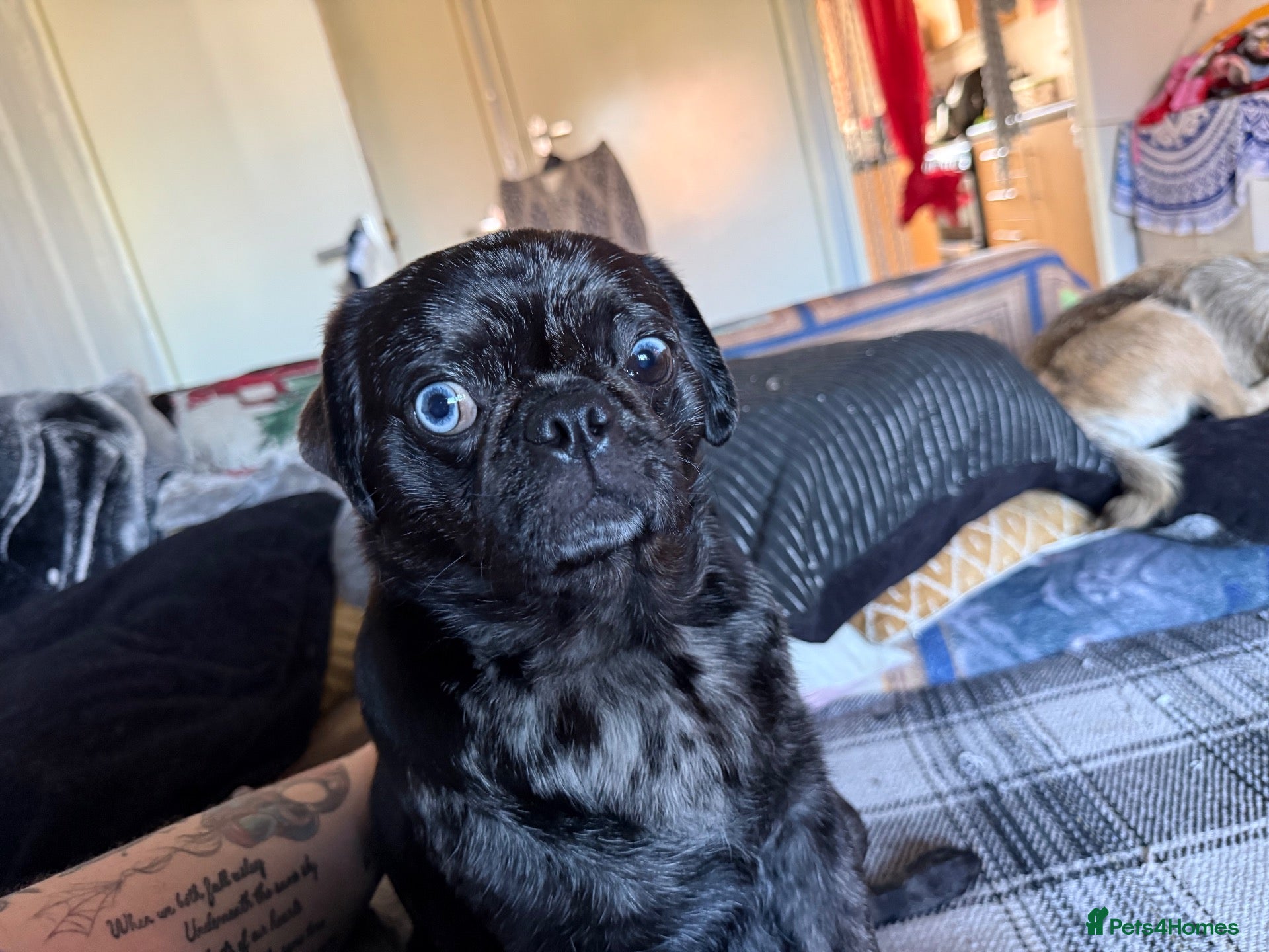 Pug dogs 3 girls and 1 boy pug puppies  - Advert 2