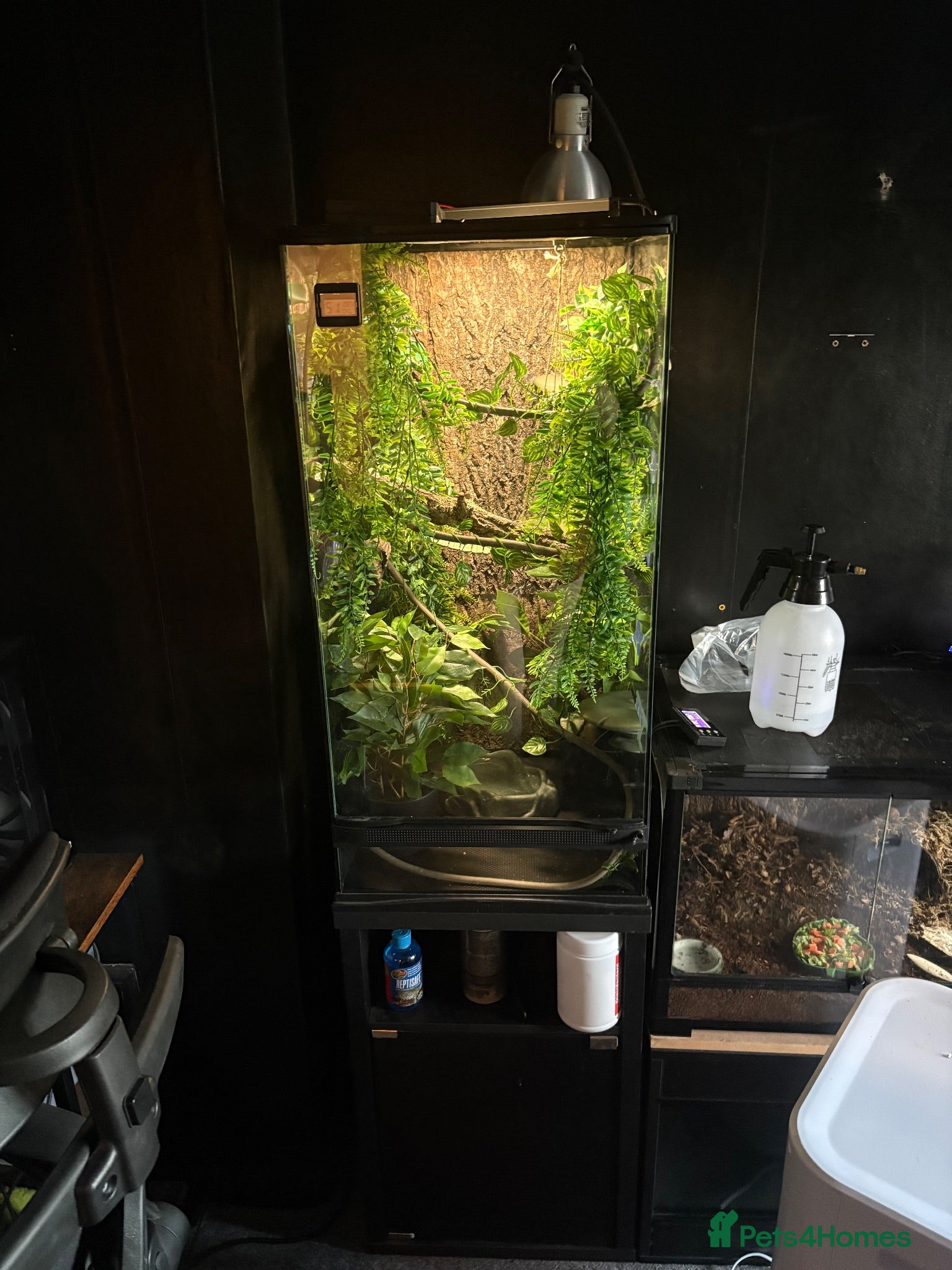 Frog reptiles 3 white tree frogs+ tank and stand  - Advert 2