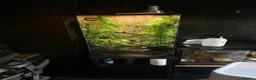 Frog reptiles for sale: 3 white tree frogs+ tank and stand  in Wolverhampton - Advert 1