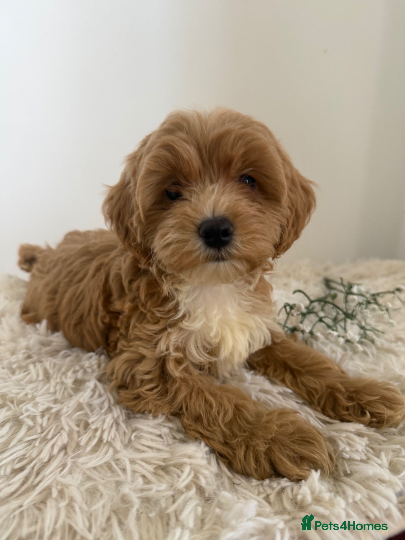 Maltipoo dogs Beautiful puppies for sale - Advert 5