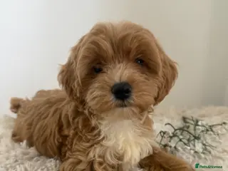 Maltipoo dogs Beautiful puppies for sale - Advert 6