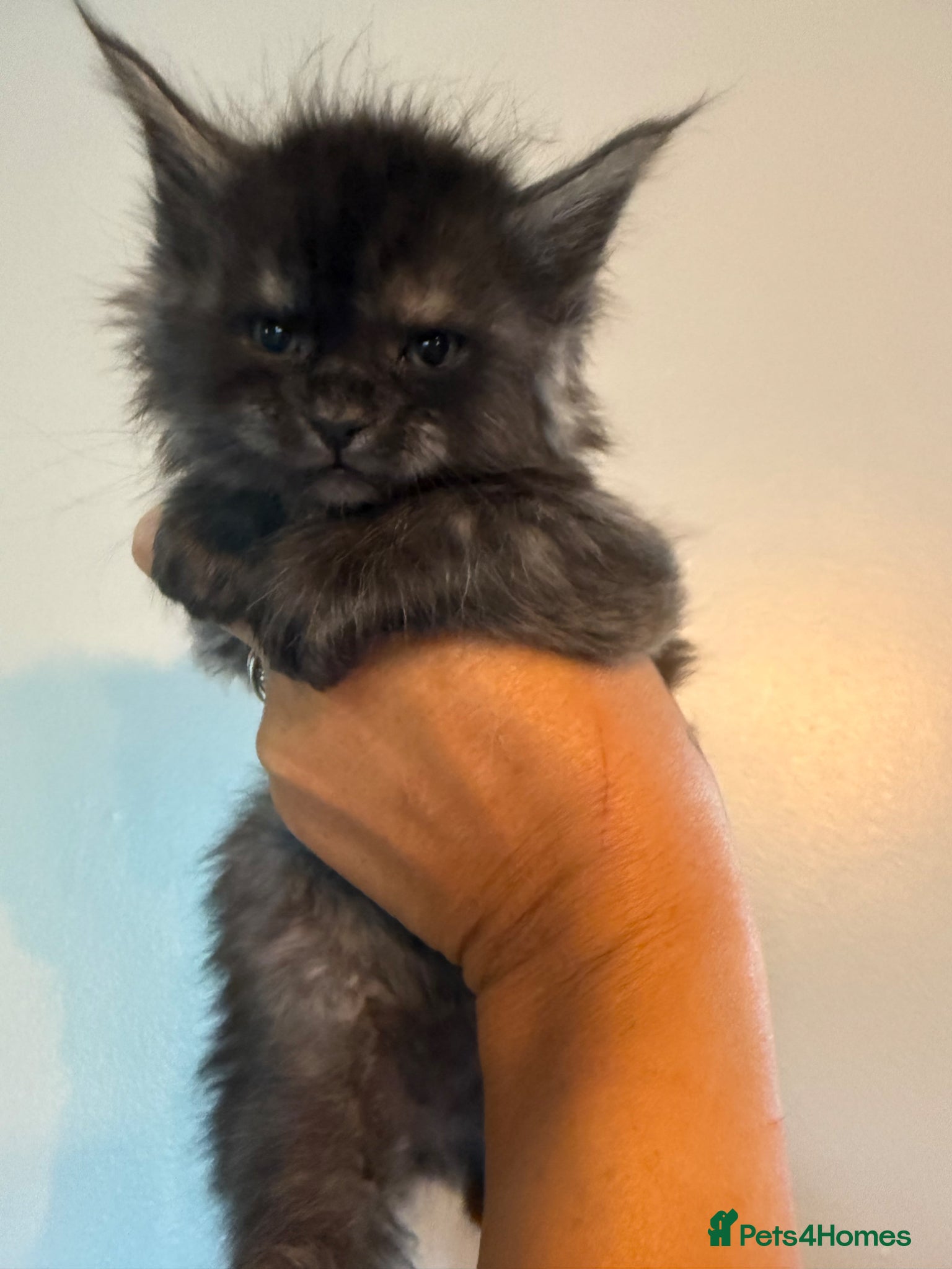 Maine Coon cats 👑TICA reg, Chunky Smoke Maine coon babies  - Advert 1