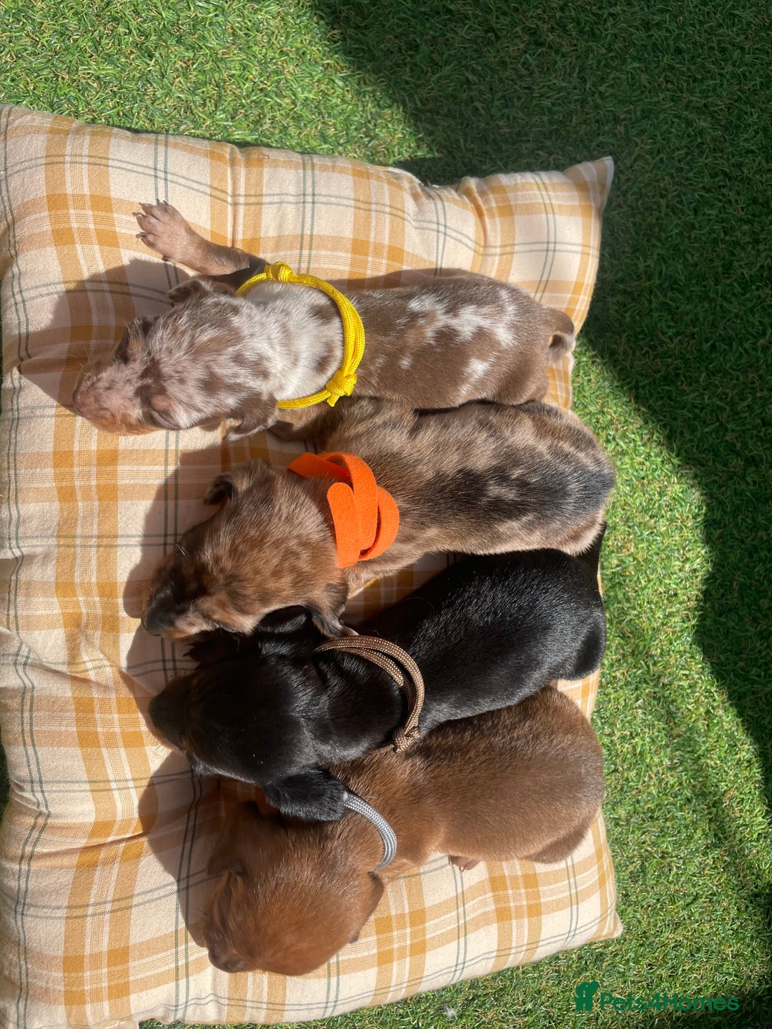Miniature Dachshund dogs for sale: Stunning miniature type Dachunds  - Image 3
