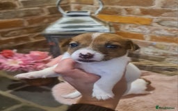 Jack Russell dogs for sale: Lovely Jack russell puppies. - Image 6