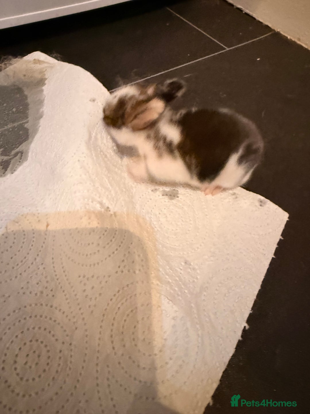 Mixed Breed rabbits for sale: Baby rabbits for sale-Ready from 3 months old - Advert 4