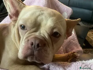 French Bulldog dogs French bulldog - Advert 5