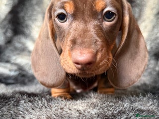 Miniature Dachshund dogs KC Registered Miniature Shorthaired Dachshund - Advert 6