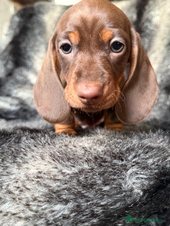 Miniature Dachshund dogs KC Registered Miniature Shorthaired Dachshund - Advert 8