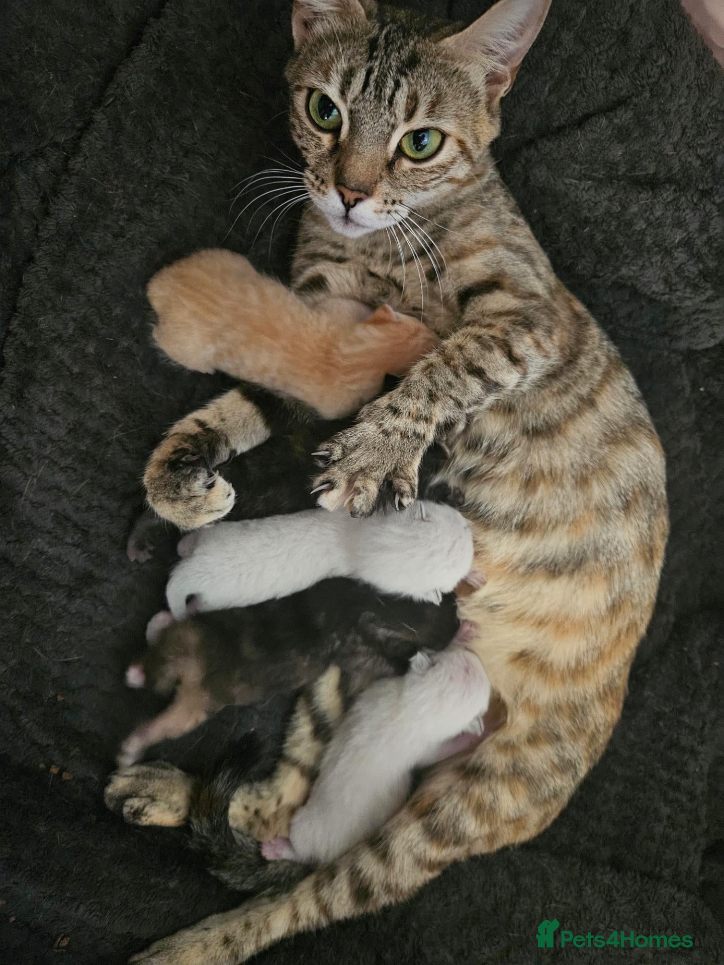Mixed Breed cats Bengal cross kitten - Advert 2