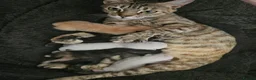 Mixed Breed cats for sale: Bengal cross kitten in Aylesbury - Advert 1