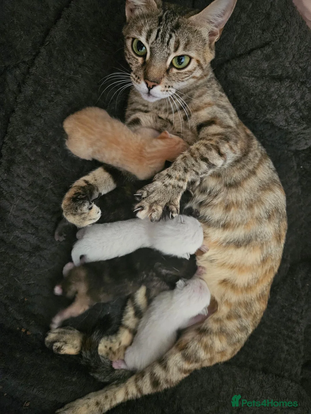 Mixed Breed cats for sale: Bengal cross kitten in Aylesbury - Advert 1