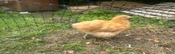 Chickens poultry for sale: Buff Orpington’s and Black copper maran in Loughborough - Advert 6