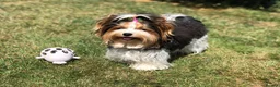 Yorkshire Terrier dogs for sale: One Gorgeous Girl Biewer Terrier LEFT! - Advert 6