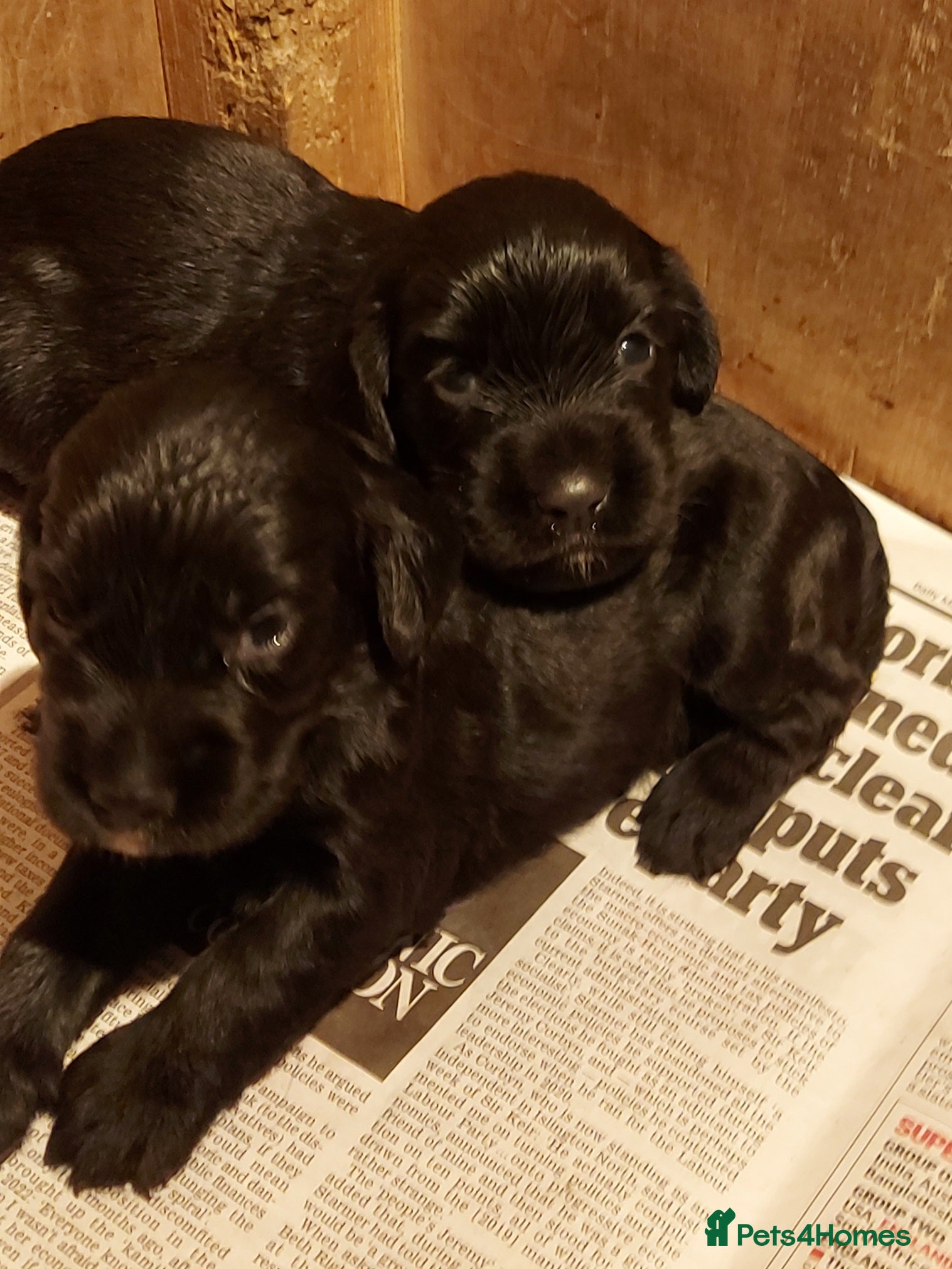 Cocker Spaniel dogs Beautiful Boy - Advert 2