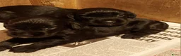 Cocker Spaniel dogs for sale: Beautiful Boy - Advert 2