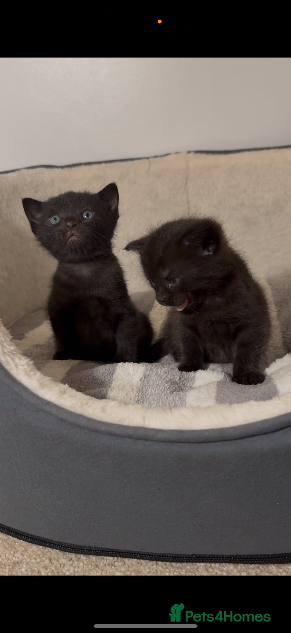 Bombay cats Female kittens  - Advert 1