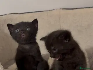 Bombay cats Female kittens - Advert 1