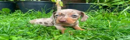 Miniature Dachshund dogs for sale: 🐾 Beautiful Miniature Dachshund Puppies 🐾 - Advert 9