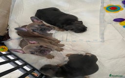 French Bulldog dogs for sale: Beautiful French Bulldogs Puppies for Sale  - Image 21