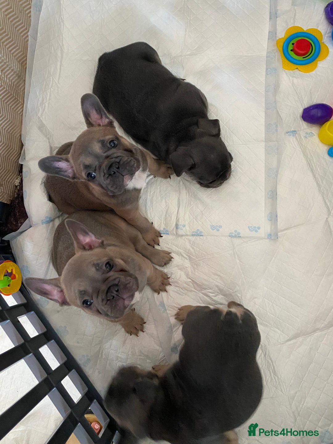 French Bulldog dogs for sale: Beautiful French Bulldogs Puppies for Sale  - Image 21