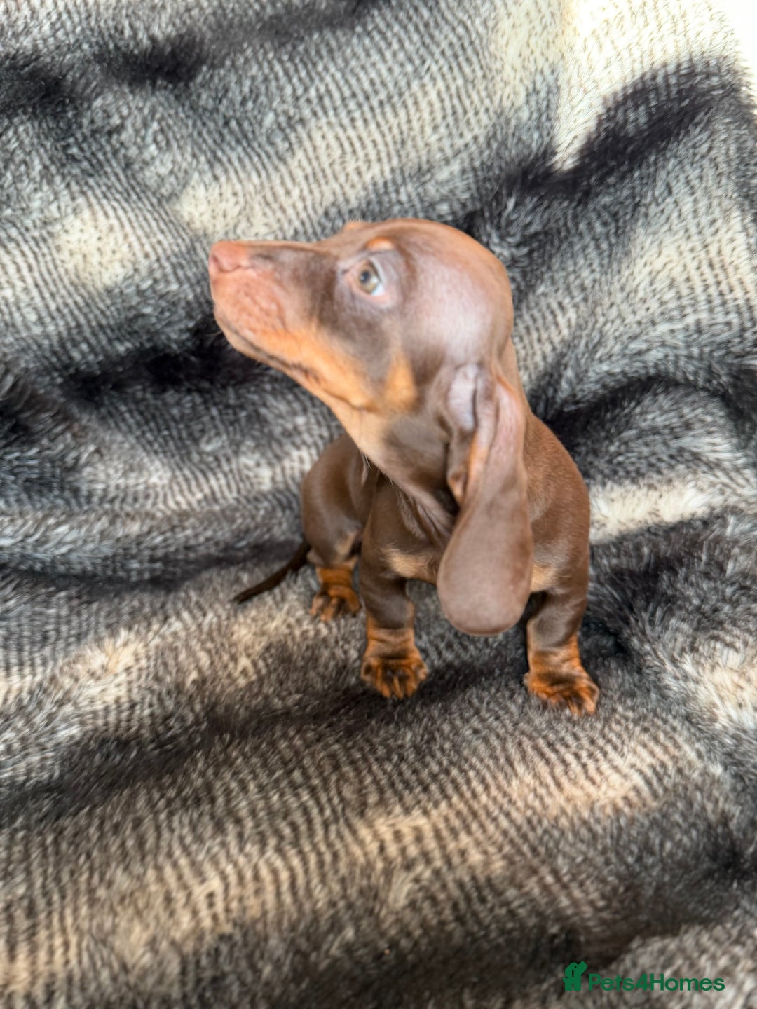 Miniature Dachshund dogs for sale: KC Registered Miniature Shorthaired Dachshund - Advert 11
