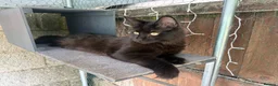 Maine Coon cats for sale: Pure stunning MaineCoon for sale! - Advert 7
