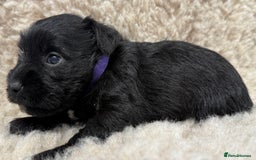 Miniature Schnauzer dogs for sale: Miniature schnauzers pups - Image 26