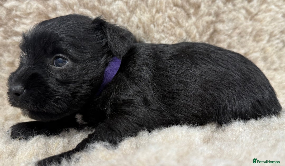Miniature Schnauzer dogs for sale: Miniature schnauzers pups - Image 26
