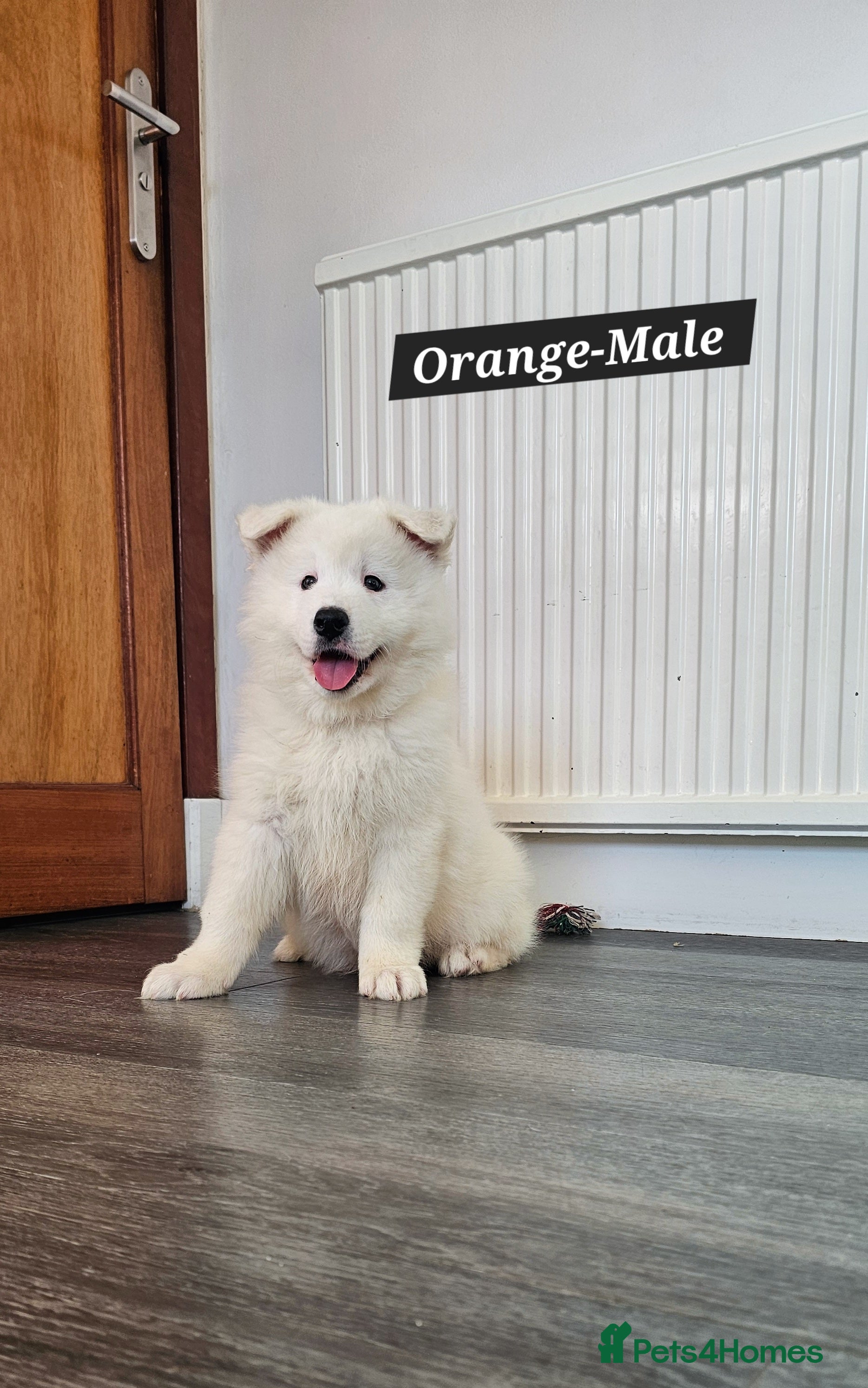 Samoyed dogs ‼️KC Registered Puppies!!!‼️ - Advert 6