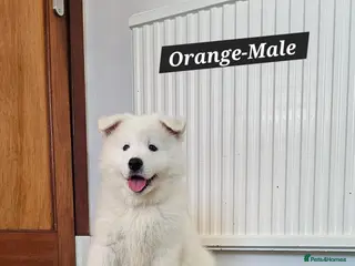 Samoyed dogs ‼️KC Registered Puppies!!!‼️ - Advert 6