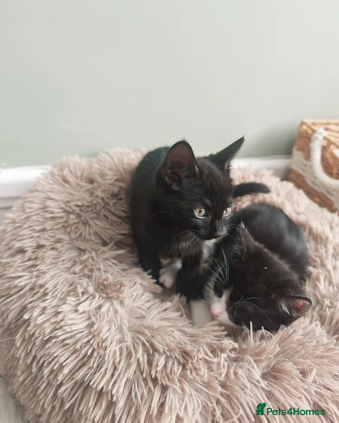 Mixed Breed cats for sale: Beautiful Kittens Ready for Their Forever Homes 🐾 in Cleckheaton - Advert 2