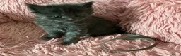 Maine Coon cats for sale: GCCF Registered MaineCoon Blue/Black Smoke & White in Edinburgh - Advert 25