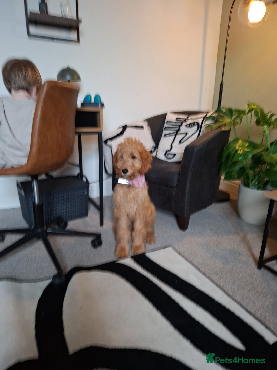 Irish Doodle dogs for sale: Red setter x poodle  - Image 5