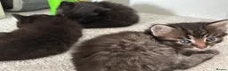 Mixed Breed cats for sale: 6x Part bengal/long haired kittens  - Advert 18