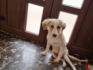 Mixed Breed dogs Sweet Little OLAF – Hit and Run 😡 - Advert 3