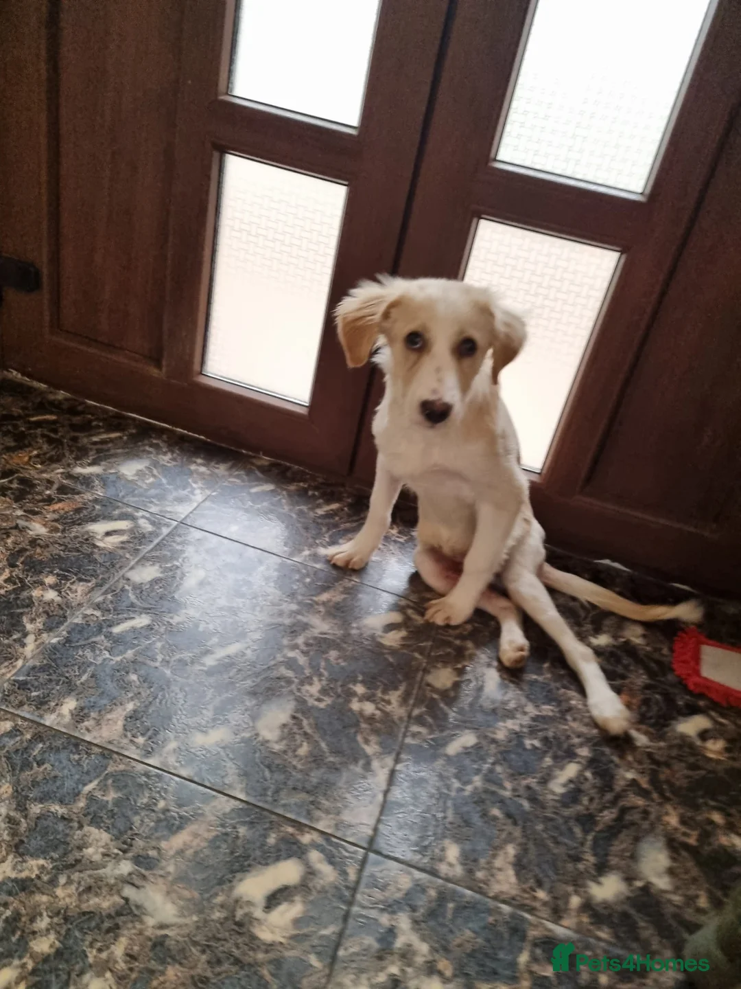 Mixed Breed dogs for adoption: Sweet Little OLAF – Hit and Run 😡 - Advert 1