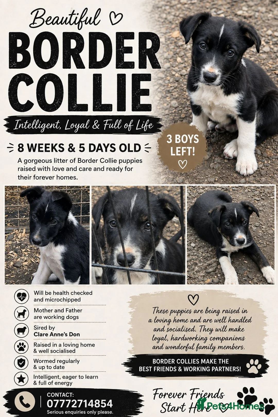 Border Collie dogs for sale: Border collie  in Gorebridge - Advert 7