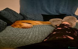 Shar Pei dogs for sale: Beautiful shar pei boy - Image 9