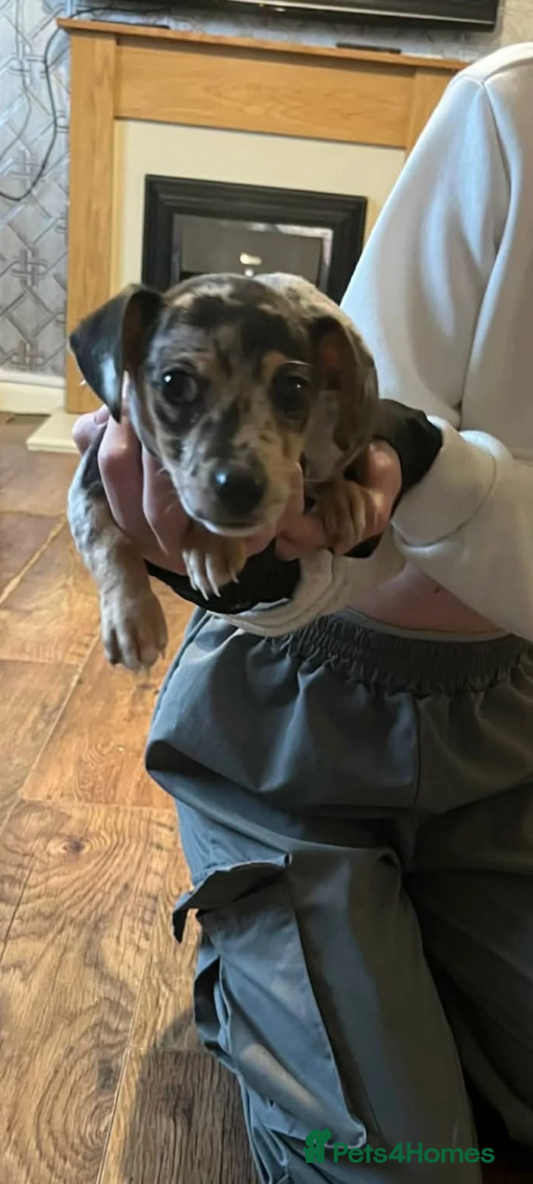 Jackshund dogs for sale: Dachshund cross merle  - Advert 2