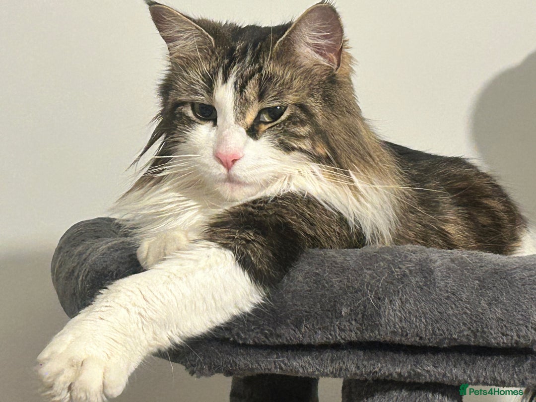 Maine Coon cats for sale: Pure bred Maine coon kittens. 4 males  - Image 9