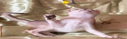 Singapura cats for sale: Rare Breed Singapura Kitten - Advert 19